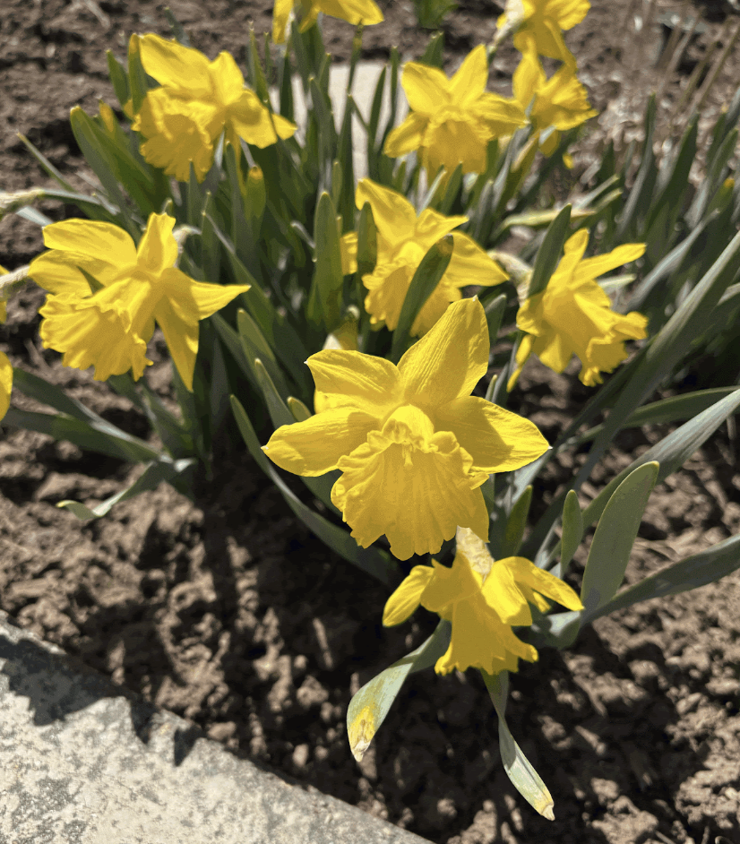 Yellow daffodils that can be found all over town truly marking the spring season. 